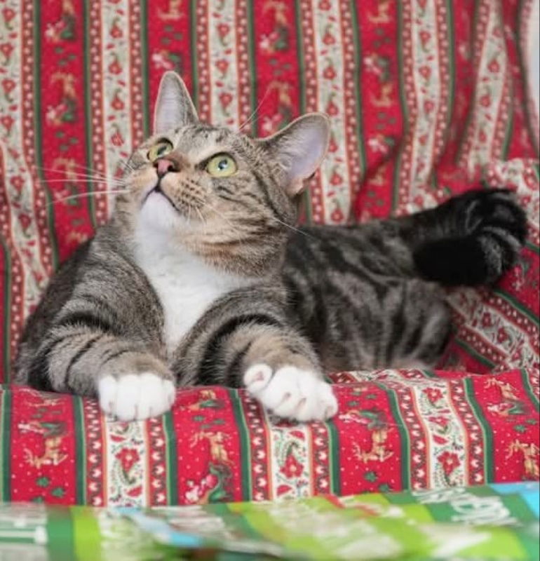Bam Bam, an adoptable Tabby, Bengal in Ocala, FL, 34482 | Photo Image 3
