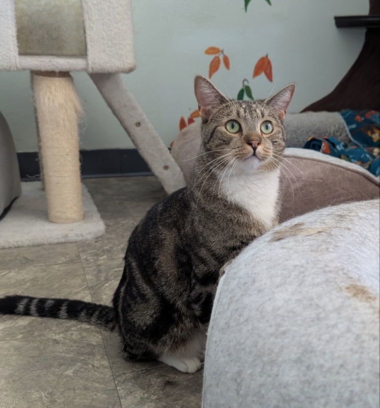 Bam Bam, an adoptable Bengal, Tabby in Ocala, FL, 34482 | Photo Image 3
