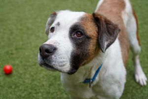 What my friends at Seattle Humane say about me Im a very inquisitive and would love to check out w