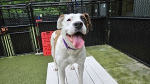 What my friends at Seattle Humane say about me Im a very inquisitive and would love to check out w