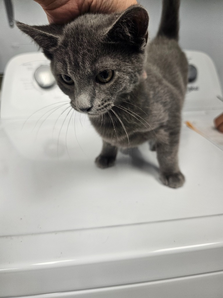 Harry, an adoptable Domestic Short Hair in Duncan, OK, 73533 | Photo Image 1