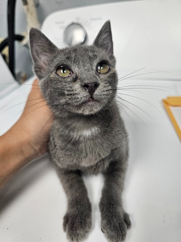 Hailey, an adoptable Domestic Short Hair in Duncan, OK, 73533 | Photo Image 1