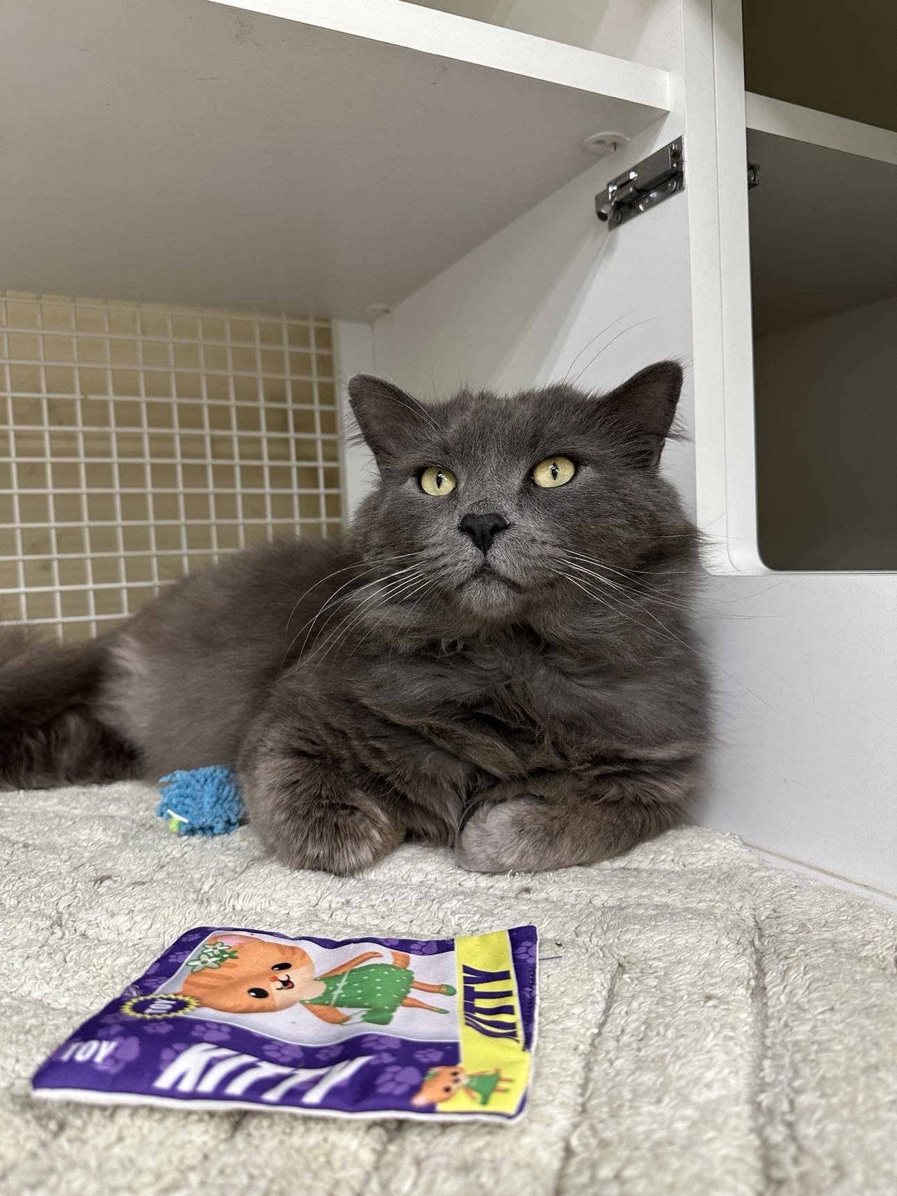 Samuel Adams, an adoptable Chartreux, Maine Coon in Cincinnati, OH, 45206 | Photo Image 1