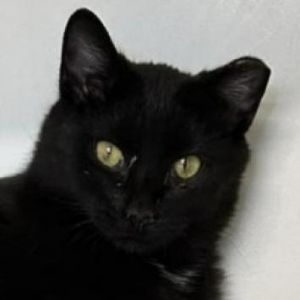 Meet Beavis a charming 10-month-old male cat with a sleek black coat that exudes elegance and sophi