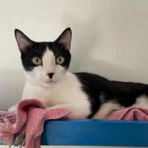 Sweet Bettie is a little shy at first but once she warms up shes a sweetheart Bettie has lived wi