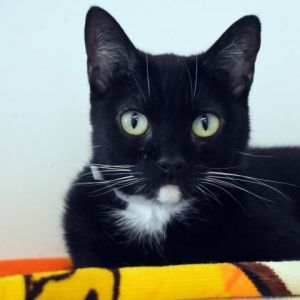 Smudge is eager to find her new home Shes a well-behaved mellow cat who loves belly rubs and back
