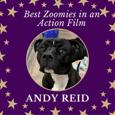Andy Reid 6