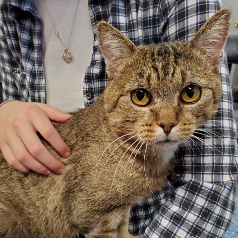 Butters, an adoptable Domestic Short Hair in Nampa, ID, 83651 | Photo Image 1