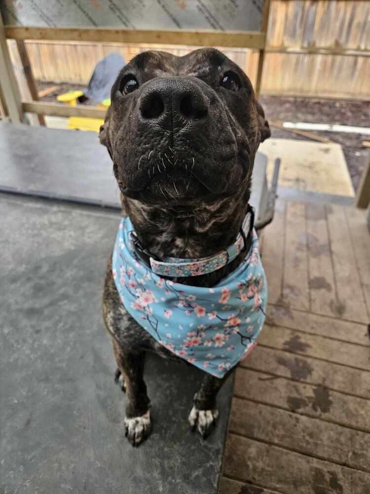 Vivian, an adoptable American Bulldog, French Bulldog in Wiarton, ON, N0H 2T0 | Photo Image 1