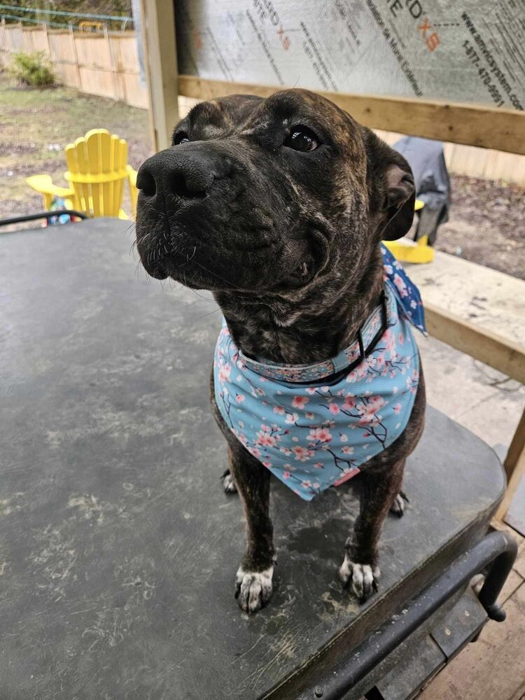 Vivian, an adoptable American Bulldog, French Bulldog in Wiarton, ON, N0H 2T0 | Photo Image 2