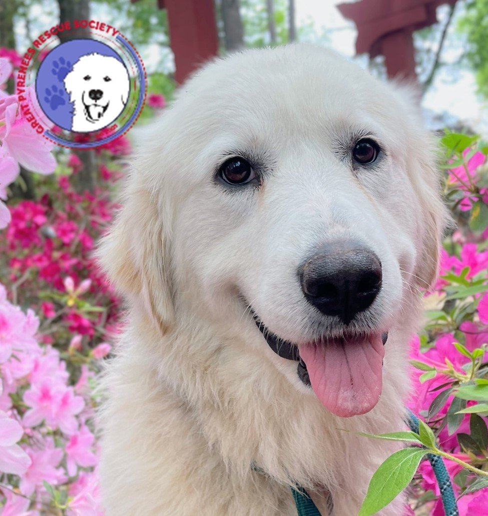 Blanca, an adoptable Great Pyrenees in Junction City, OR, 97448 | Photo Image 3