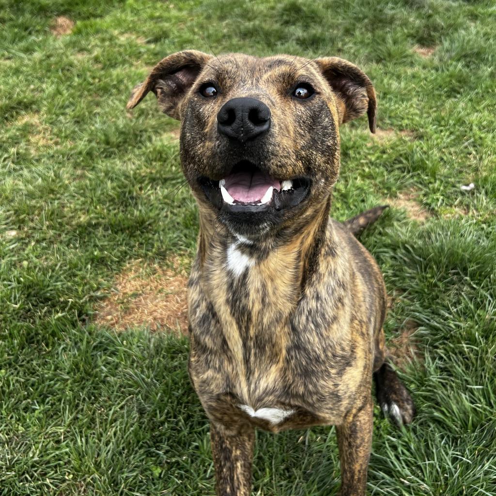 Trooper, an adoptable Pit Bull Terrier, Golden Retriever in Harrisville, WV, 26362 | Photo Image 2