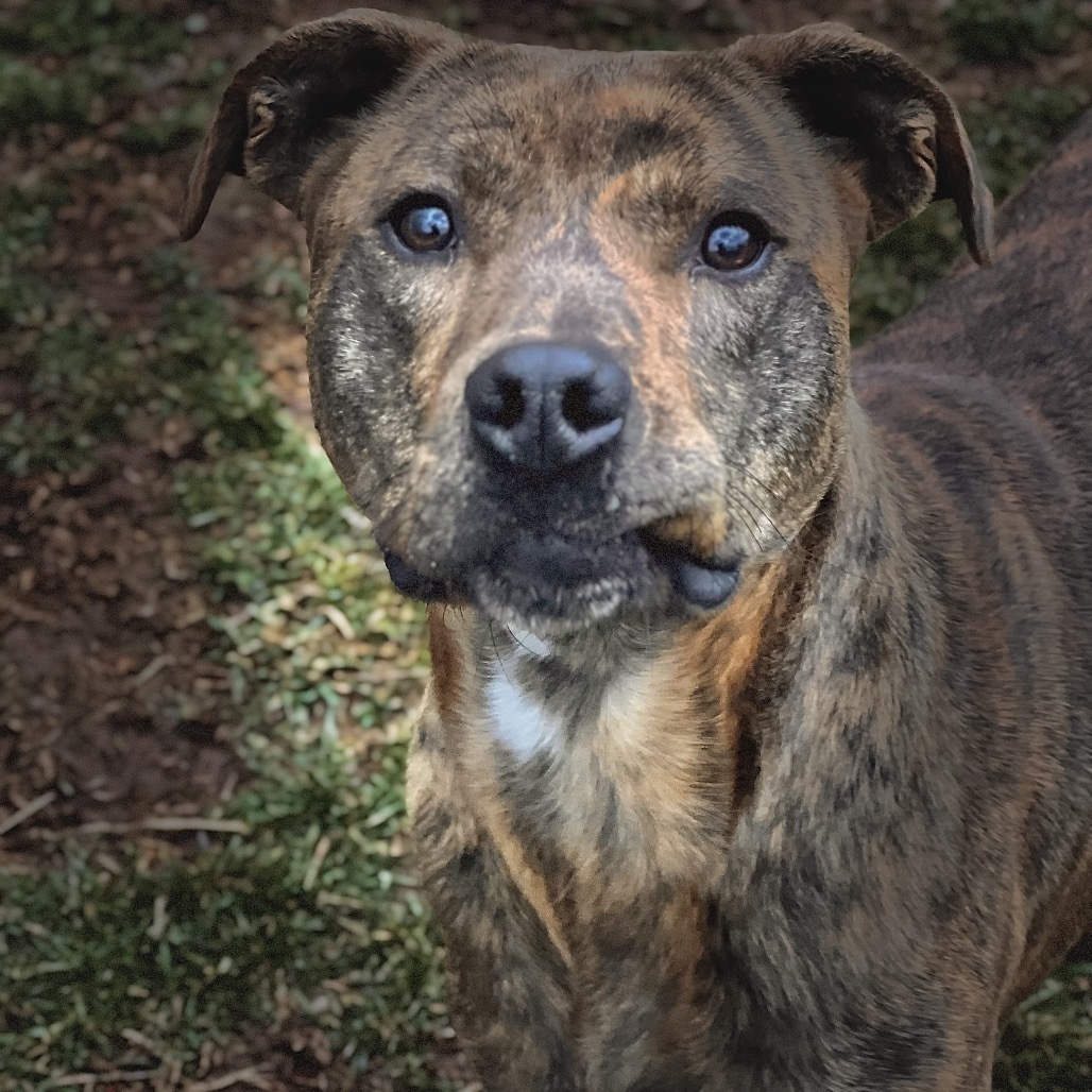 Trooper, an adoptable Pit Bull Terrier, Golden Retriever in Harrisville, WV, 26362 | Photo Image 3