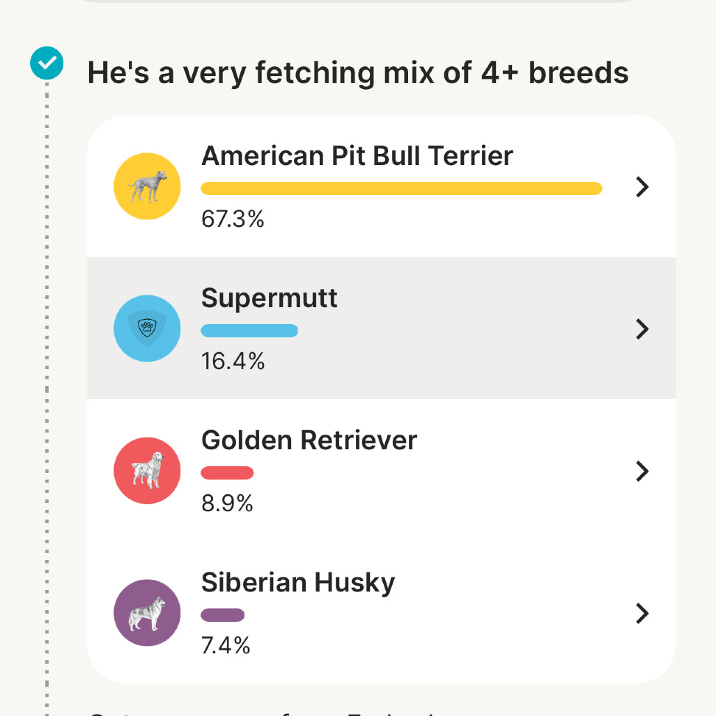 Trooper, an adoptable Pit Bull Terrier, Golden Retriever in Harrisville, WV, 26362 | Photo Image 4