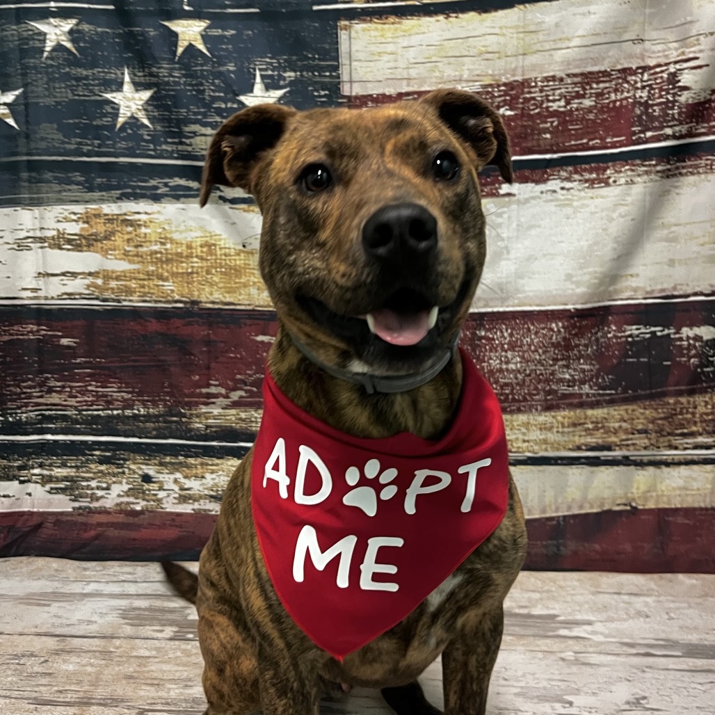 Trooper, an adoptable Pit Bull Terrier, Golden Retriever in Harrisville, WV, 26362 | Photo Image 5