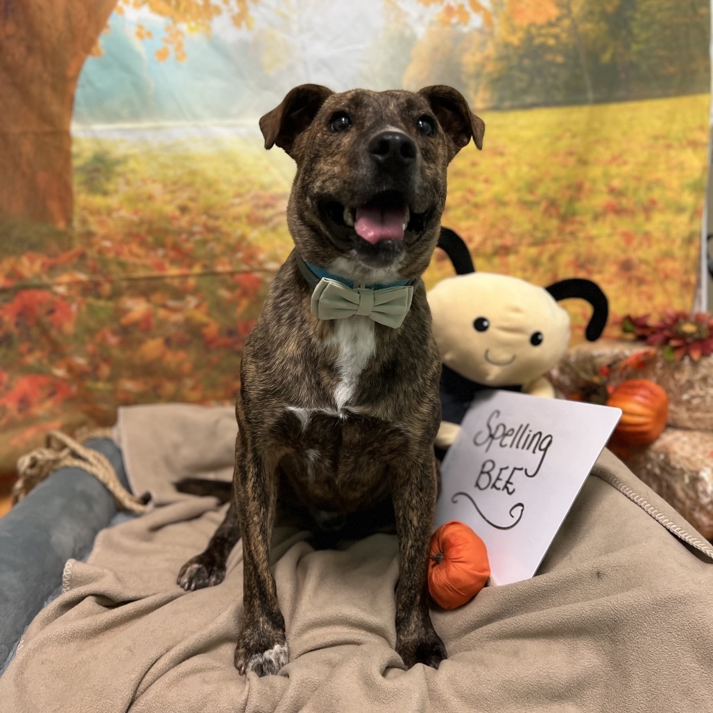 Beamer, an adoptable Pit Bull Terrier, Golden Retriever in Harrisville, WV, 26362 | Photo Image 1