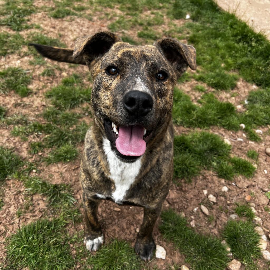 Beamer, an adoptable Pit Bull Terrier, Golden Retriever in Harrisville, WV, 26362 | Photo Image 2