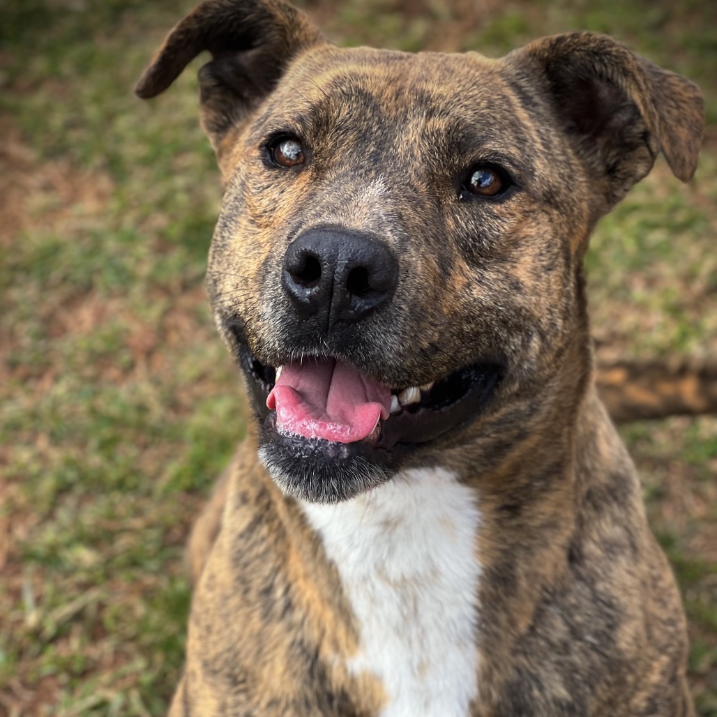 Beamer, an adoptable Pit Bull Terrier, Golden Retriever in Harrisville, WV, 26362 | Photo Image 3