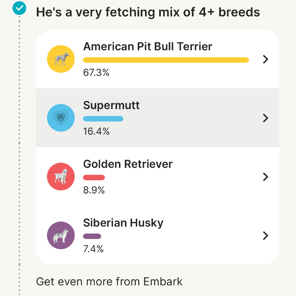 Beamer, an adoptable Pit Bull Terrier, Golden Retriever in Harrisville, WV, 26362 | Photo Image 4