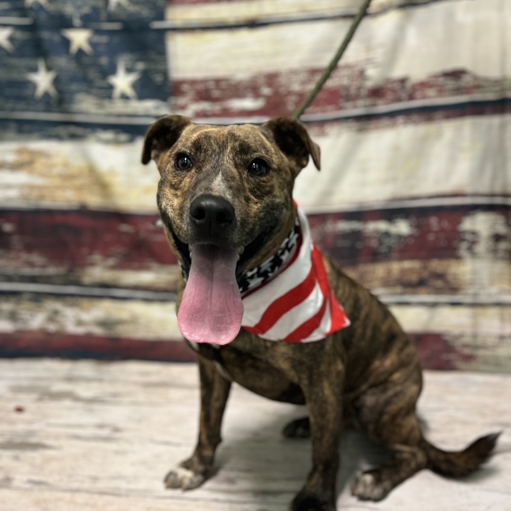 Beamer, an adoptable Pit Bull Terrier, Golden Retriever in Harrisville, WV, 26362 | Photo Image 5