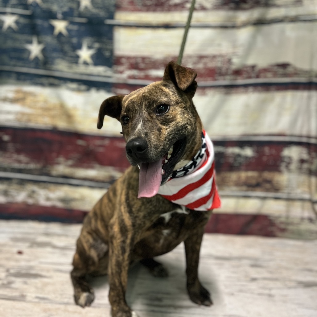 Beamer, an adoptable Pit Bull Terrier, Golden Retriever in Harrisville, WV, 26362 | Photo Image 6