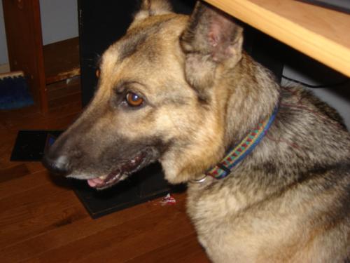 Toshi-in memory, an adoptable German Shepherd Dog Mix in Springfield, MO_image-3