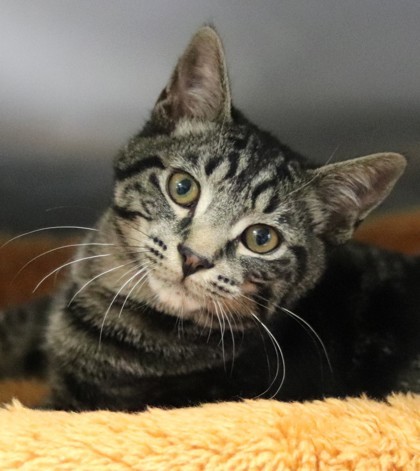 Cayenne, an adoptable Domestic Short Hair in Walla Walla, WA, 99362 | Photo Image 1