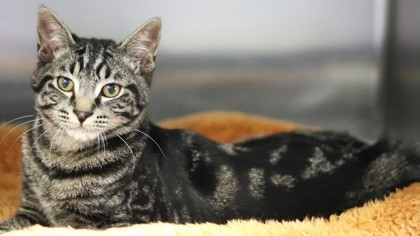 Cayenne, an adoptable Domestic Short Hair in Walla Walla, WA, 99362 | Photo Image 3