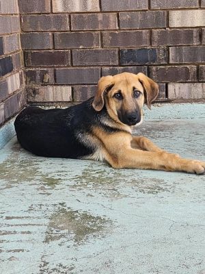 My name is Huey I am a sweet little puppy only 14 weeks old and looking for a f
