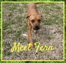My name is Fern the 19 week old hound puppy I weigh 21 lbs I would love a home