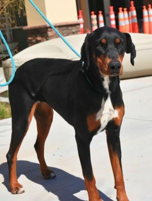 Animal Profile Ashley is an estimated 2-year-old Doberman mix that weighs 67lbs