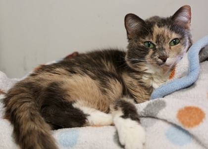 Kennedy, an adoptable Domestic Short Hair in Hastings, MN, 55033 | Photo Image 1