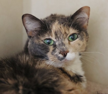 Kennedy, an adoptable Domestic Short Hair in Hastings, MN, 55033 | Photo Image 2