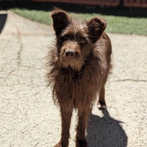 Chocolate, an adoptable Terrier in Grand Junction, CO, 81505 | Photo Image 1