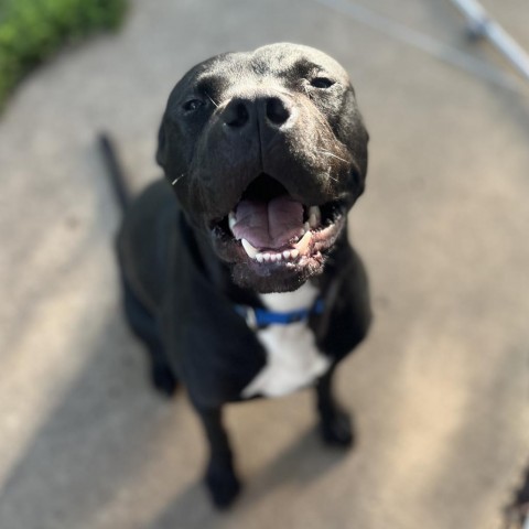 Peele, an adoptable Pit Bull Terrier in Milford, IA, 51351 | Photo Image 1