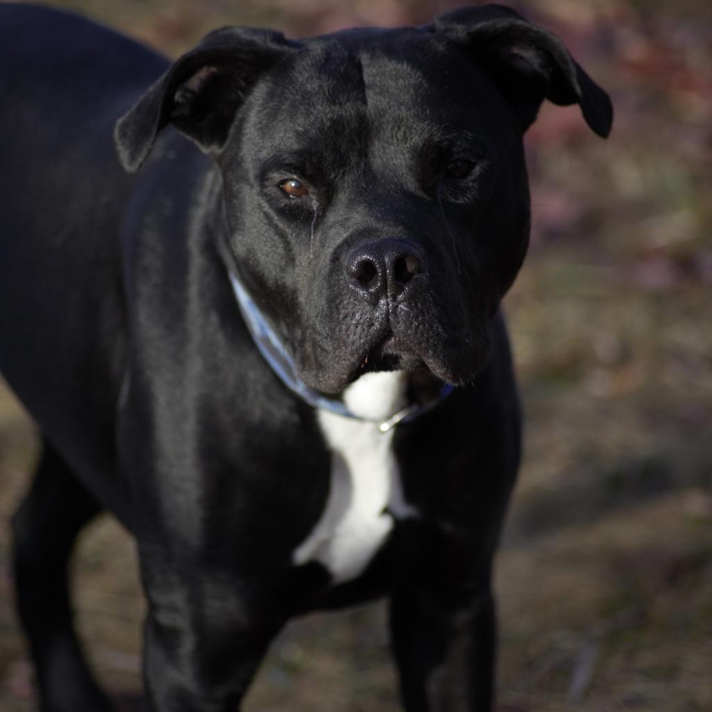 Peele, an adoptable Pit Bull Terrier in Milford, IA, 51351 | Photo Image 1