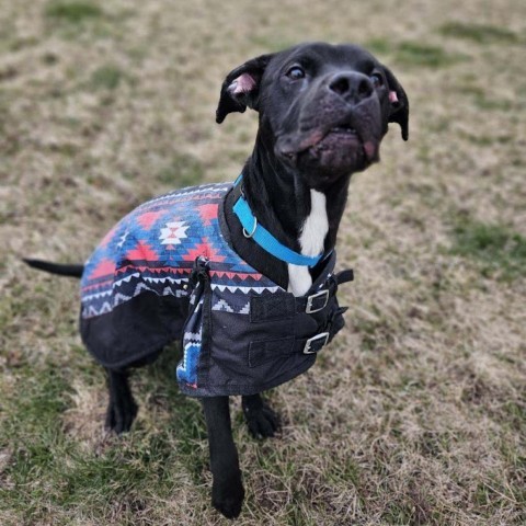 Peele, an adoptable Pit Bull Terrier in Milford, IA, 51351 | Photo Image 2