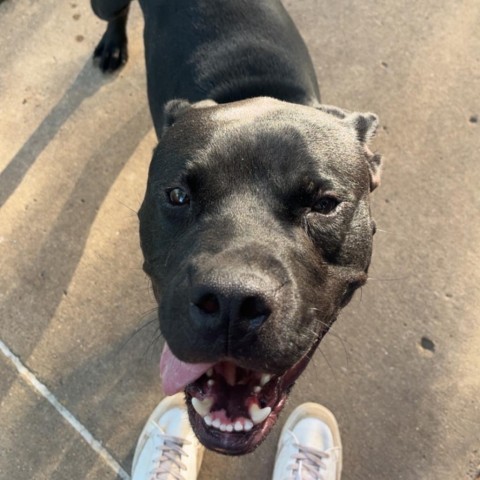 Peele, an adoptable Pit Bull Terrier in Milford, IA, 51351 | Photo Image 2