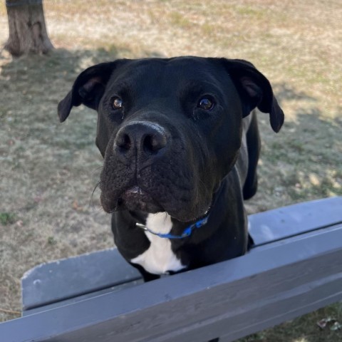 Peele, an adoptable Pit Bull Terrier in Milford, IA, 51351 | Photo Image 2