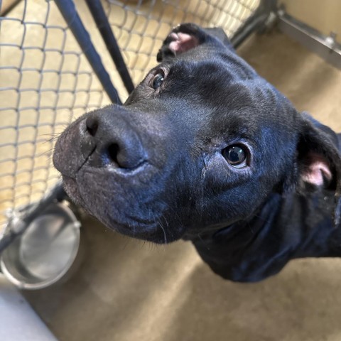 Peele, an adoptable Pit Bull Terrier in Milford, IA, 51351 | Photo Image 2