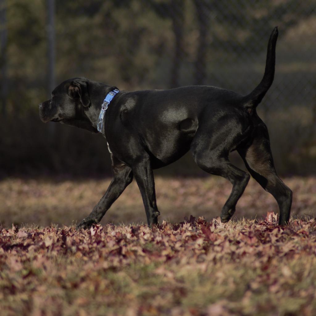 Peele, an adoptable Pit Bull Terrier in Milford, IA, 51351 | Photo Image 2