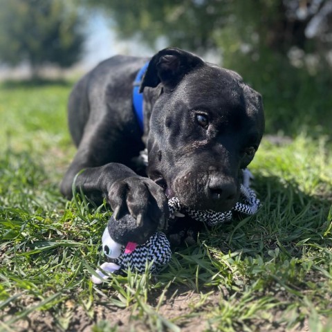 Peele, an adoptable Pit Bull Terrier in Milford, IA, 51351 | Photo Image 3