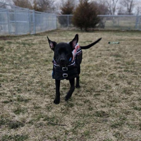 Peele, an adoptable Pit Bull Terrier in Milford, IA, 51351 | Photo Image 3