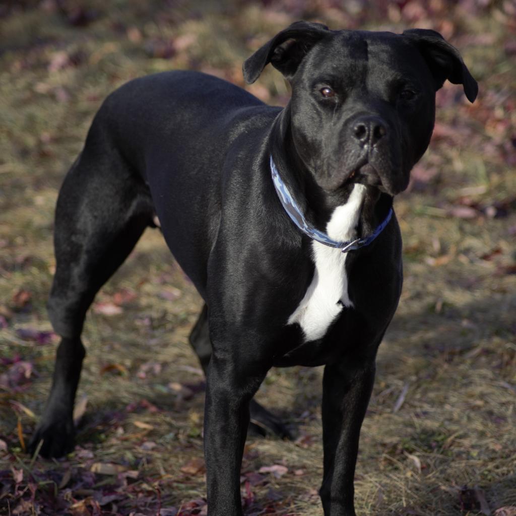 Peele, an adoptable Pit Bull Terrier in Milford, IA, 51351 | Photo Image 3