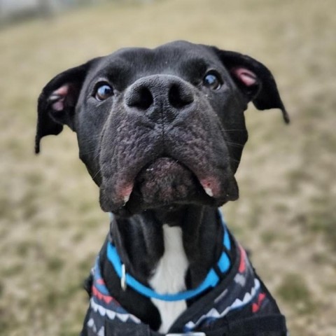 Peele, an adoptable Pit Bull Terrier in Milford, IA, 51351 | Photo Image 4