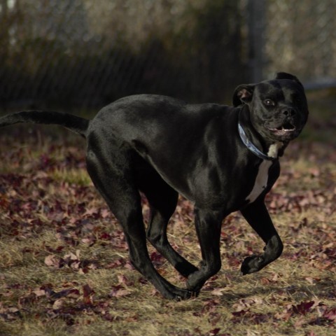 Peele, an adoptable Pit Bull Terrier in Milford, IA, 51351 | Photo Image 4