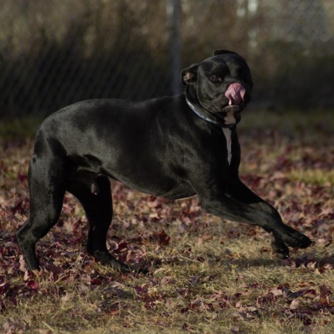 Peele, an adoptable Pit Bull Terrier in Milford, IA, 51351 | Photo Image 5