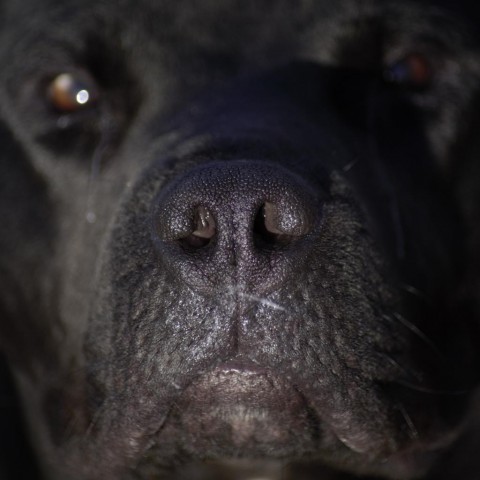 Peele, an adoptable Pit Bull Terrier in Milford, IA, 51351 | Photo Image 6