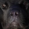 Peele photo 6