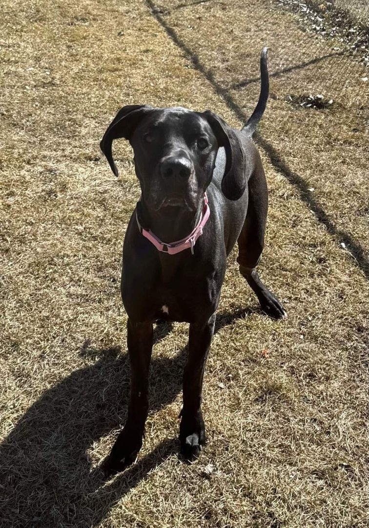 Penny, an adoptable Great Dane, Mixed Breed in Willmar, MN, 56201 | Photo Image 2